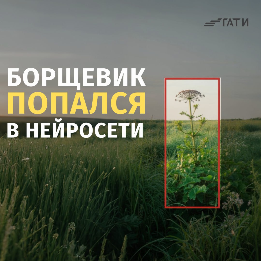 Серьёзный удар по борщевику в Петербурге. По поручению вице-губернатора Евгения Разумишкина ГАТИ научила нейросеть в автоматическом режиме определять борщевик Сосновского Специалисты показывали искусственному интеллекту все стадии роста сорняка, чтобы находить его на самых ранних этапах. Сейчас удалось зафиксировать высокий процент автоматического выявления нарушения правил благоустройства города, и функцию запустили в работу. Теперь нейросетевые комплексы «Городовой», установленные в автомобили, проводят ежедневный мониторинг территорий во всех районах города с новой подключенной функцией. При выявлении борщевика собственникам назначается штраф в размере 100 тысяч рублей. После получения постановления штраф необходимо оплатить и принять меры по устранению. Проверяет исполнение требования тоже нейросеть при повторном объезде. Ранее мы писали, что Госдума приняла закон о защите от инвазивных растений, в том числе борщевика.
