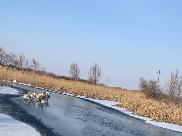 Жители Миллеровского  района в Ростовской области переживают за судьбу зимующей на реке семьи лебедей.  Неравнодушные жители разбивают окрепший лед на реке, чтобы освободить птиц от ледовой ловушки и обеспечить доступ к водорослям.