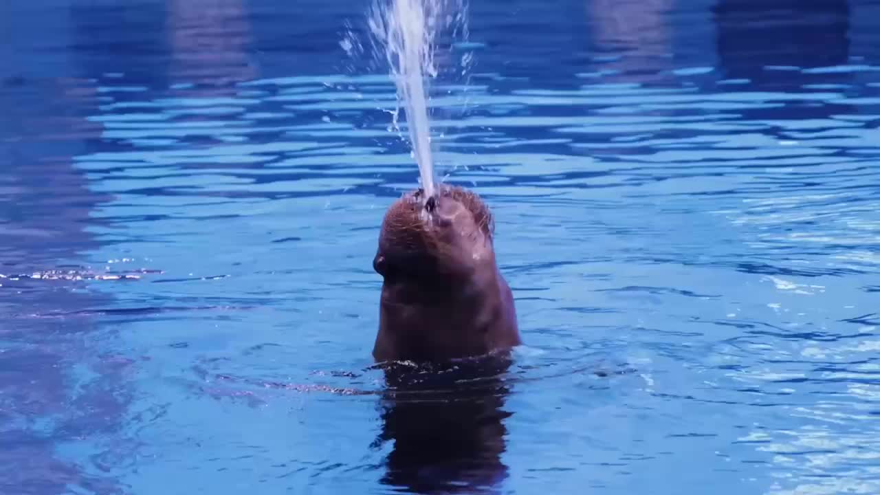 Морж Миша из Приморского океанариума поздравил Лору из Москвариума с Днем всех влюбленных