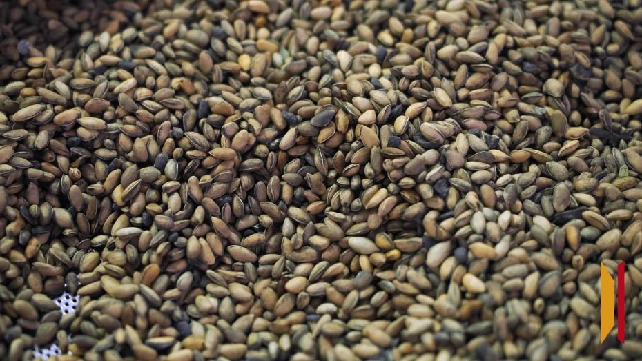 В 2025 году в Воронежской области выявили 73 нарушения при продаже пакетированных семян Инспекторы Россельхознадзора проверили 52 торговые точки в 40 из которых были обнаружены нарушения Кроме того по итогам мониторинга 35 интернет магазинов и маркетплейсов предостережения продавцам объявлялись 33 раза Чаще всего нарушения были связаны с торговлей семенами не включенными в Государственный реестр селекционных достижений Также в продаже встречалась пакетированная продукция без обязательной информации на упаковках Мы всегда на связи в Max