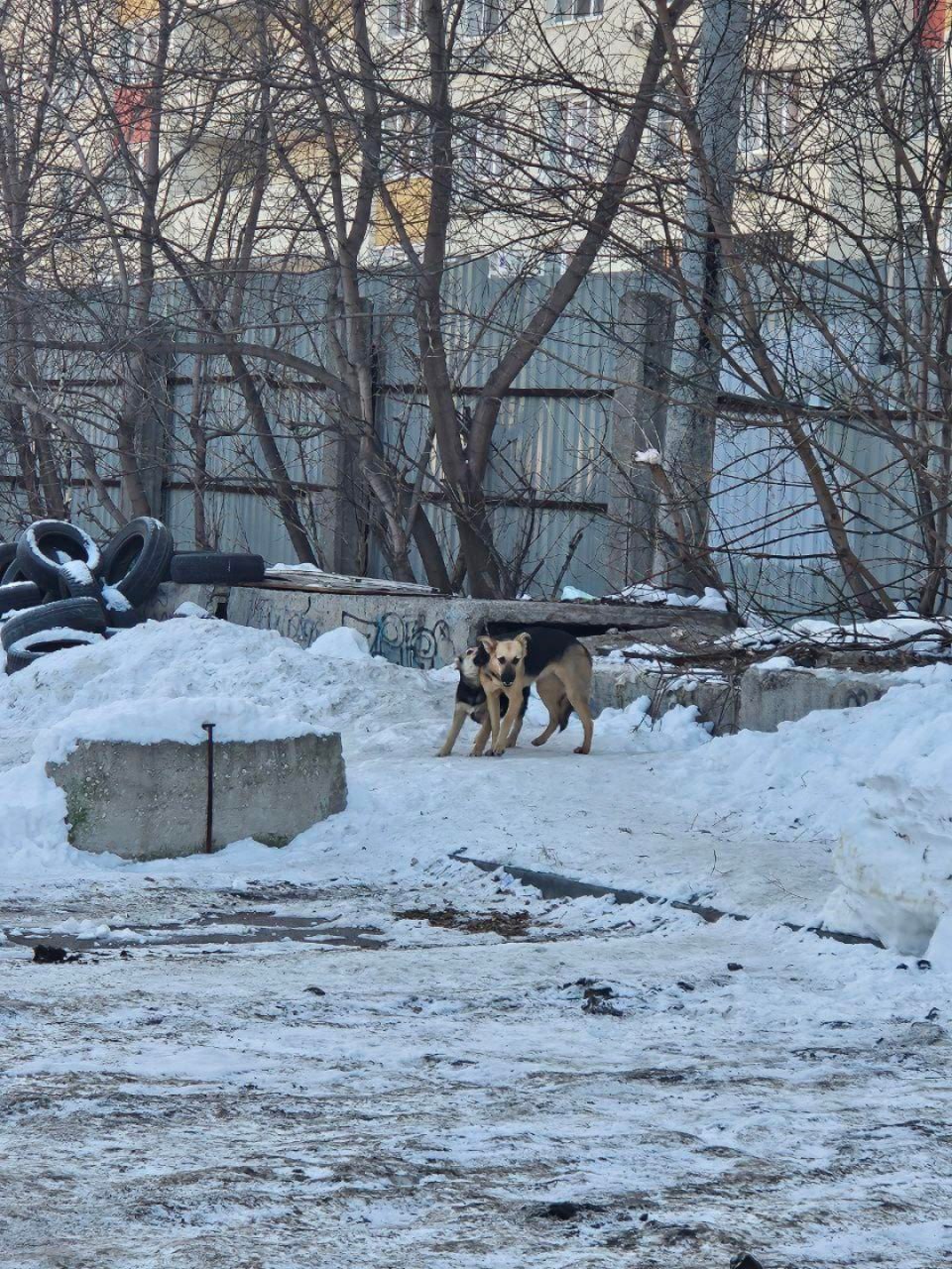 Собака из стаи напала на школьницу у ворот лицея а на борьбу с отловом вышли местные жители Конфликт разгорелся вокруг бездомных собак на проспекте Кирова На 9 летнюю девочку напала собака из стаи прямо возле лицея 124 От серьезных травм ее спасла плотная одежда После обращения родителей на место прибыли специалисты чтобы забрать собак но столкнулись с неожиданным препятствием на защиту собак встали местные зоозащитники Как обычно в комментариях люди поделились на два лагеря Почему интересы опекающих и самих собак ставятся выше интересов жителей включая укушенных детей Ведь есть четкое предписание если собака проявляет агрессию а укус это подтверждение то отлов должен быть безвозвратным на улице ее быть не должно пусть находится в приюте пишет местная жительница Ольга В обращении сказано что укус не зафиксирован медицински И не надо провоцировать животных Мы живем в одном мире и важно научиться сосуществовать Если собаки действительно агрессивны их конечно нужно изымать Но другие чем мешают Бегают себе главное чтобы были стерилизованы комментирует Галина М А на чьей стороне вы бродячих животных нужно отлавливать в стаях они уже совсем не безобидные разве виноваты животные что оказались на улице   Подпишись на truekpru63 Мы в MAX