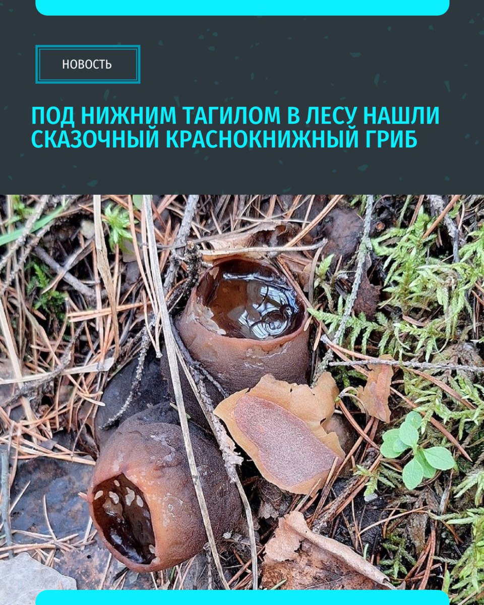 В Свердловской области в лесу под Нижним Тагилом любители «тихой охоты» обнаружили редкий краснокнижный гриб. Фотографией саркосомы шаровидной местный житель поделился в группе «Дары лесов Урала. Грибы Екатеринбурга и области» Интересно, что саркосому шаровидноую принято считать одним из самых сказочных грибов. В старину его называли «ведьмин котелок»,«молодильные яблоки» и «чашка с обугленным блином». Саркосома имеет форму бочонка или луковицы, диаметр составляет от 1 до 10 см, а вес — от 50 до 120 грамм Гриб не ядовит, однако считается несъедобным Фото: «Дары лесов Урала. Грибы Екатеринбурга и области» «Уральский меридиан»