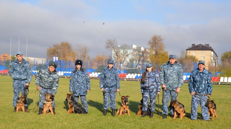 Вести Оренбуржья Щенки немецкой овчарки прибыли на службу в УФСИН Оренбуржья из омского питомника 7 щенков немецкой овчарки прибыли на службу в Оренбуржье из племенного питомника служебного собаководства ИК 8 УФСИН России по Омской области Совсем скоро новые лохматые сотрудники заступят на службу Щенки заменят служебных собак которые готовятся уйти на пенсию по возрасту Сейчас кинологи внимательно наблюдают за тем как новые сотрудники проявляют себя в играх какие природные качества ярче всего демонстрируют За каждым закреплен специалист кинолог ВЕСТИ ОРЕНБУРЖЬЯ в telegram в подробнее на канале Вести Оренбуржья