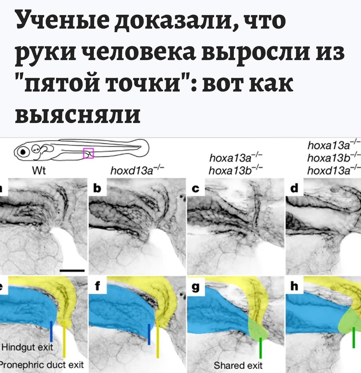 Учёные подтвердили у нас у всех руки из жопы Биологи выяснили что конечности у наземных позвоночных включая человека появились не как новый орган а благодаря древним генам которые когда то формировали клоаку у рыб Клоака у рыб отверстие для вывода отходов и метания икры Найден участок ДНК 5DOM управляющий этим процессом При его удалении у рыбок данио рерио клоака не формировалась У мышей при том же эксперименте исчезали зачатки конечностей Вывод наши руки буквально выросли из генов что когда то отвечали за рыбьи задницы Кидайте тому самому рукожопу 1337