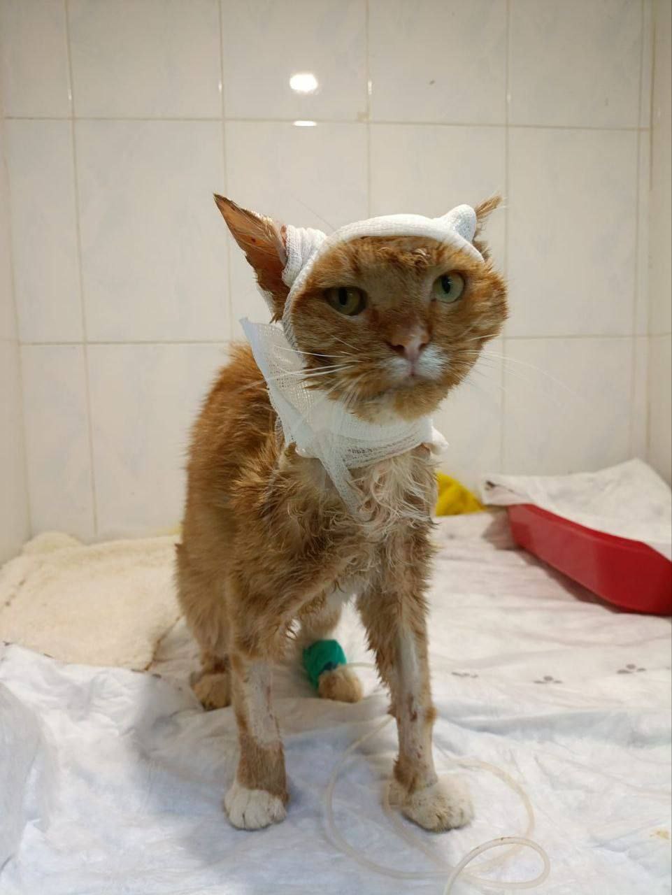 Котенок по имени Лучано которого подожгли подростки в Домодедово скончался Врачи на протяжении десяти дней усердно работали над его спасением но вчера его состояние стало критическим Лучано больше не с нами Мы не смогли остановить те разрушительные процессы которые начались еще до его поступления к нам сообщили представители фонда который занимался его лечением
