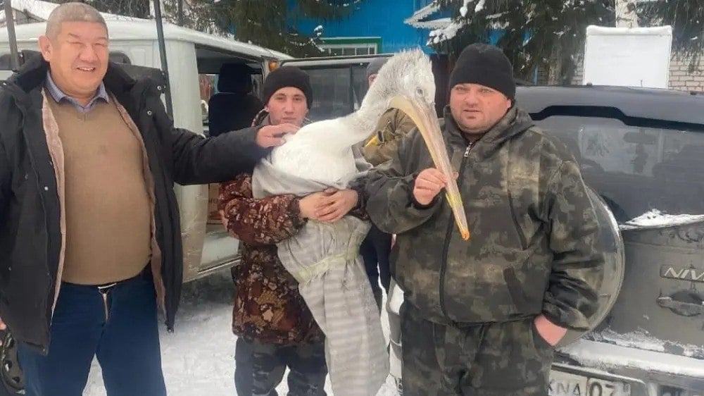 В парке "Бурабай" спасли ослабевшего пеликана  Птицу, не успевшую улететь на зимовку, 15 ноября нашел сотрудник питомника Дмитрий Фатеус и передал лесничим.  Пеликана осмотрели ветеринары. Он оказался здоров, но слишком молод для перелетов — его перья еще не окрепли.  Птицу поместили в зимний вольер. До весны она будет под наблюдением, а потом ее выпустят на волю.