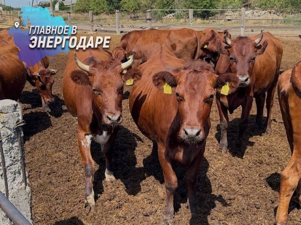 В Запорожской области возрождается племенное животноводство В Запорожской области произошло значительное событие для агропромышленного сектора — первая племенная продажа с 2022 года. Местное племенное хозяйство реализует 70 голов телок, находящихся в случном периоде. Это свидетельствует о позитивной динамике восстановления животноводческой отрасли в регионе. Событие прошло с участием представителя Министерства агропромышленного комплекса и продовольственной политики Запорожской области, который провел бонитировку — оценку животных по их генетическим признакам и продуктивности. К продаже были допущены только те особи, которые полностью соответствовали установленным племенным требованиям.