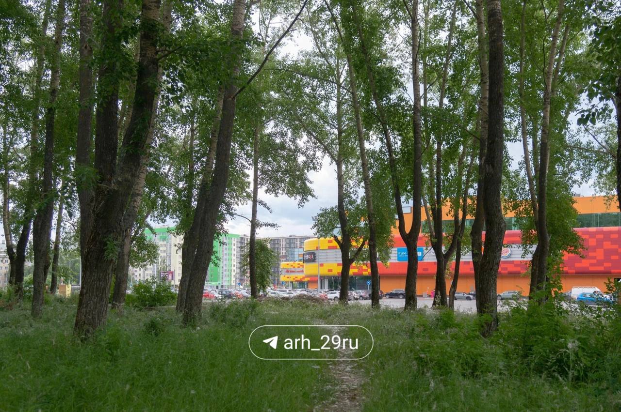 Деревья вырубают в парке у ТРЦ «Макси»    По словам архангелогородцев, которые живут рядом, за неделю на участке спилили несколько десятков тополей. Они опасаются, что там начались масштабные строительные работы.   В рубрике #текстдня   разобрались, кто и зачем это делает. Читайте здесь.  Подписаться