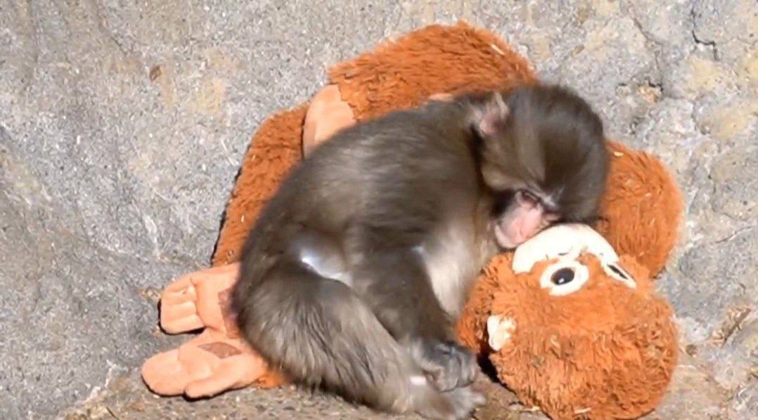 Washington Post сообщили что плюшевая игрушка орангутан которая стала другом для обезьянки Панча была распродана в магазинах IKEA по всей территории США Японии и Южной Кореи ДомЗнаменитостей