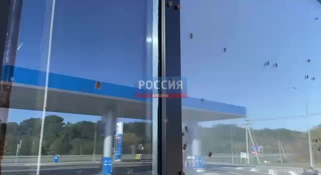 Жители Краснодарского края сообщают о нашествии мраморных клопов