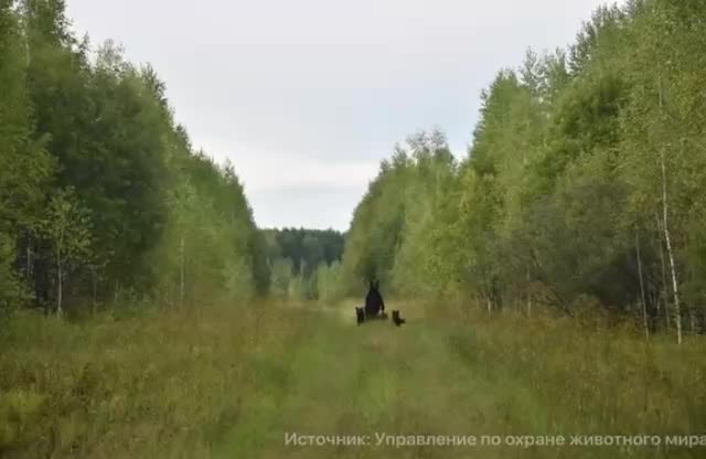 В Братске застрелили двух медведей, угрожавших дачникам, на Правом берегу замечена медведица с медвежатами