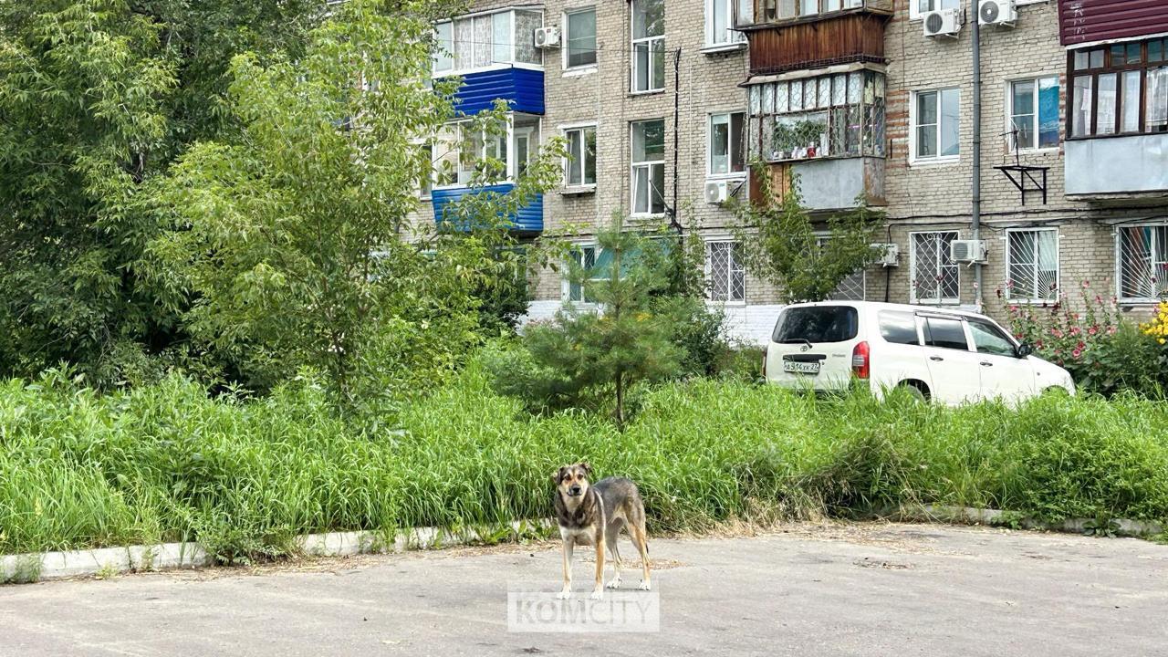 Отловленных бездомных собак снова начнут выпускать на улицы Зоозащитники в суде добились отмены существенной части условий при которых отловленные собаки должны не должны были возвращаться на улицы В числе прочего отменён порог роста 35 см в холке выше которого собаки получали пожизненное или даже смертную казнь Зоозащитники в суде настаивали что порог в 35 сантиметров фактически делает невозвратной любую отловленную на Дальнем Востоке собаку так как более мелкие особи в условиях местного климата на улицах просто не выживают Первая инстанция встала на сторону зоозащитников Краевые депутаты уже готовят апелляцию Впереди нешуточная судебная битва где нет возможности однозначно принять чью либо сторону Всё зависит от жизненного опыта и конкретной ситуации