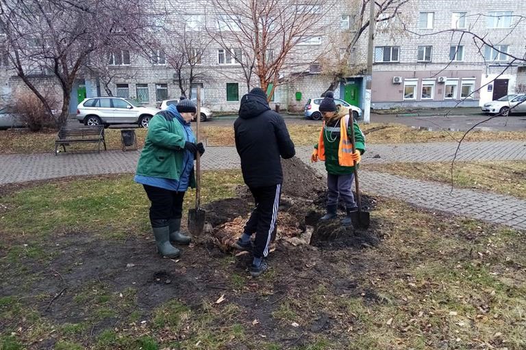 На красноярских улицах посадили дубы, клёны и липы  В Красноярске за неделю посадили больше 1000 новых деревьев. Среди них есть не совсем обычные для нашего города саженцы.  Специалисты «Управления зелёного строительства» высаживали крупномеры в возрасте от 3 до 15 лет. Такой возраст является оптимальным для пересадки зелёных насаждений. Породы для посадки подбирали в соответствии с рекомендациями учёных, которые были специально разработаны для разных районов города с учётом климатических особенностей и состава почвы.  Самые крупные посадки недели – на Семафорной — от Ярыгинского проезда до улицы Королёва высадили 290 деревьев – 80 яблонь, 90 рябин, 60 черёмух, 60 ясеней.  У дома на Новосибирской, 39а, теперь растут 10 дубов. Как показала практика, такие необычные для Сибири деревья очень хорошо чувствуют себя в этой части города. Также на Новосибирской, 41, посадили 13 берёз и 8 лип. Возле остановки на Забобонова теперь растут 14 клёнов Гиннала. Эти деревья особенно эффектно выглядят осенью. Продолжилась на неделе и работа на Киренского. В районе дома номер 122 посадили 6 виргинских черёмух.  Каждое посаженное за счет бюджета дерево на гарантии. Если не приживется, подрядная организация должна будет его заменить.  Newslab