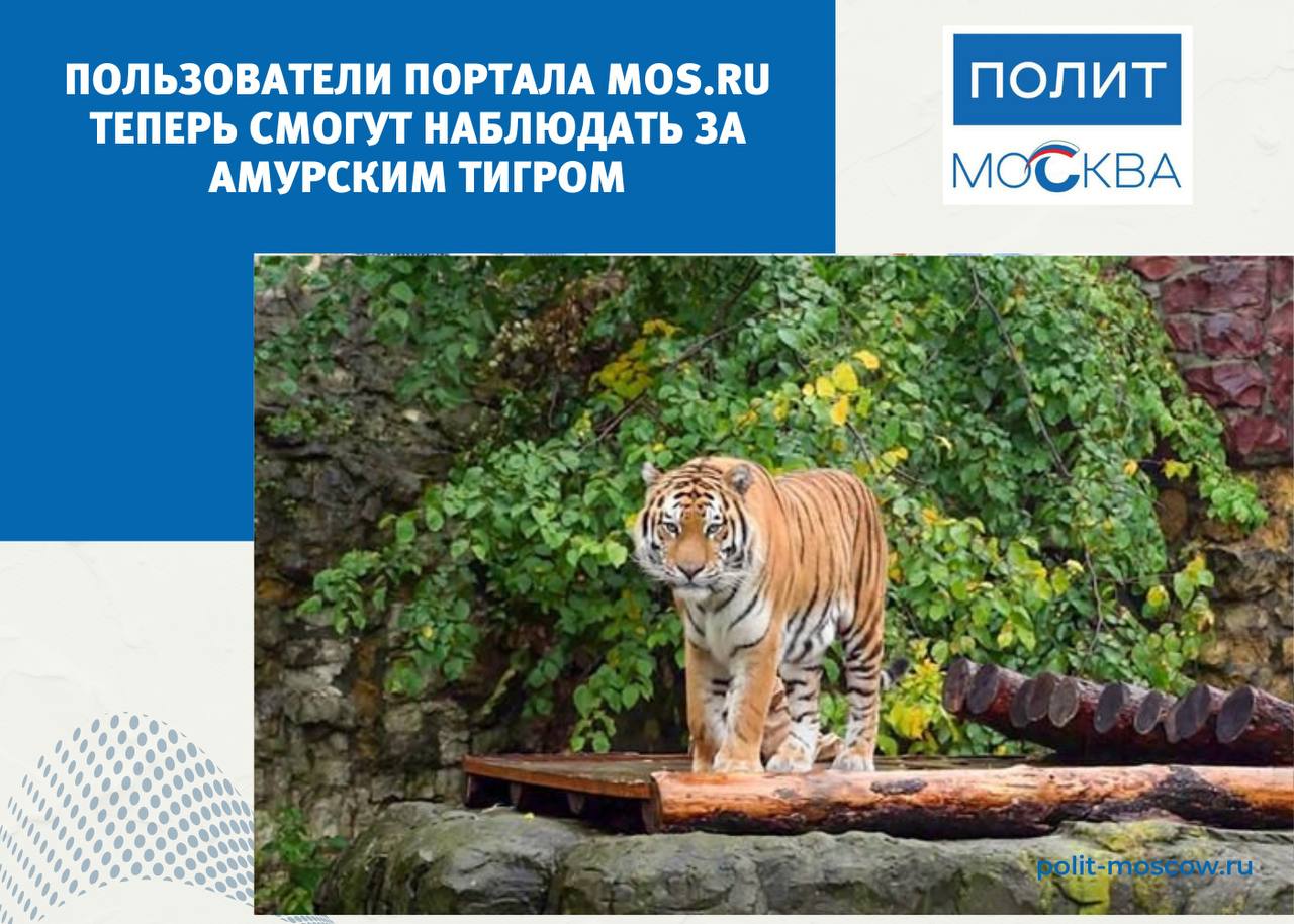 Пользователи портала mos.ru теперь смогут наблюдать за амурским тигром С 29 апреля по графику работы Московского зоопарка пользователи портала mos.ru получат возможность наблюдать онлайн, что делает семья азиатских львов, а также как амурский тигр Степанвеличаво наслаждается кусками отборного мяса. Камеры размещены в уличных вольерах, следить за животными можно каждый день. «Новые трансляции расширят круг животных, наблюдение за которыми доступно пользователям портала mos.ru. Смотреть за играми наших обитателей можно по графику работы Московского зоопарка, а он в ближайшее время будет удлиняться. Теперь можно проснуться и сразу проверить, как потягивается амурский тигр Степан и какие укромные места для отдыха нашли азиатские львы Роксак, Ноя и Умида», — рассказала Светлана Акулова, генеральный директор Московского зоопарка.