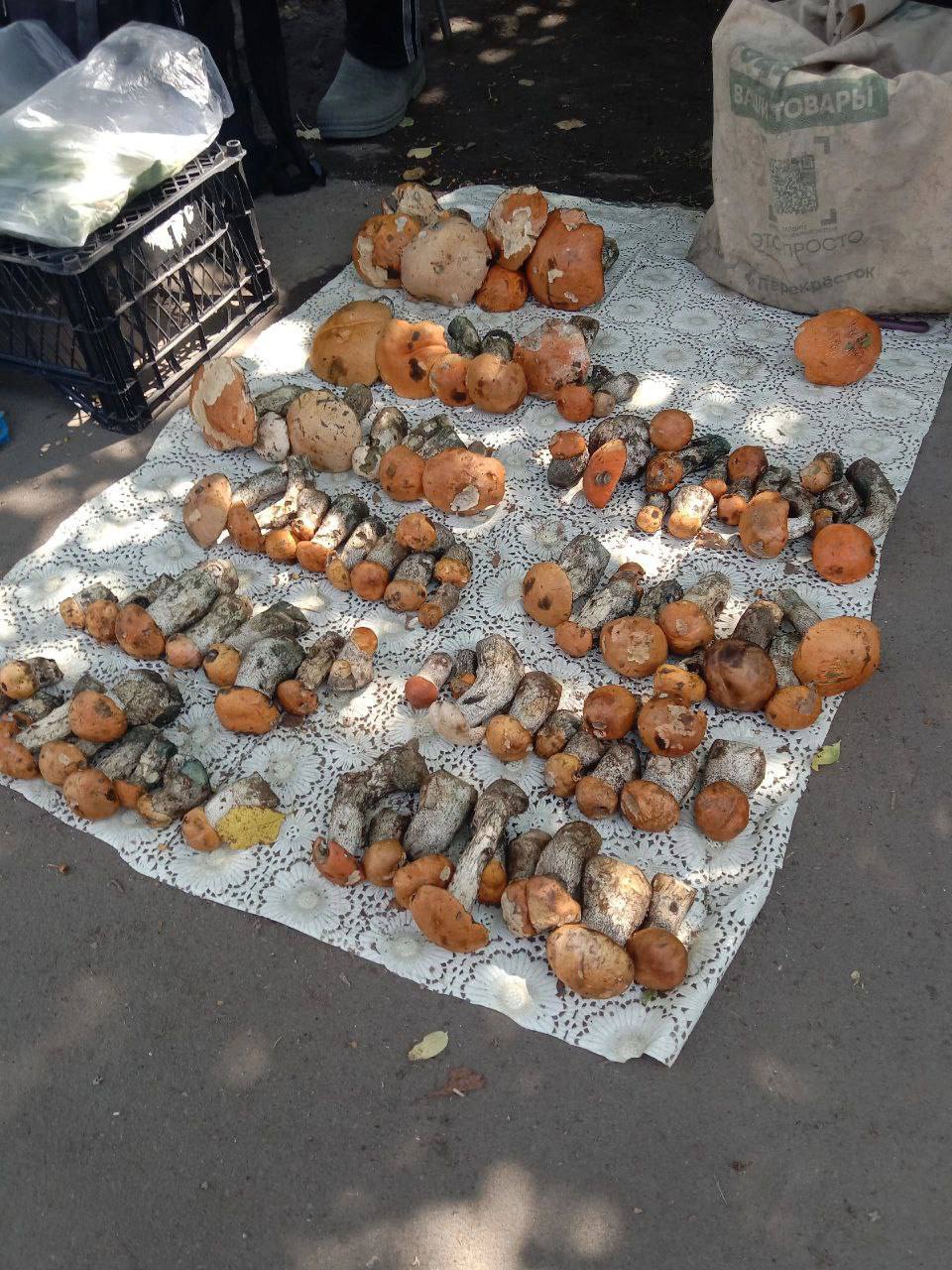 Грибы массово пошли в Подмосковье раньше срока По словам местных жителей, целые корзины уже собирают в Раменском и под Ногинском. Отправьте любителям тихой охоты