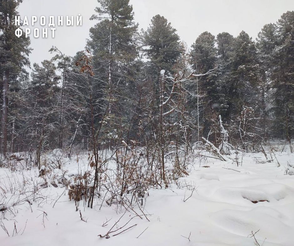 Прокуратура потребовала установить границы Петровского припоселкового кедровника а также охранные зоны еще 25 памятников природы     Томская межрайонная природоохранная прокуратура провела проверку исполнения законодательства об особо охраняемых природных территориях Установлено что в нарушение закона границы этих памятников природы до сих пор не определены Охранные зоны также не созданы Все это создает риск незаконной застройки и других негативных воздействий Среди ООПТ границы которых по сей день не установлены немало кедрачей В частности это Петровский Зоркальцевский Белоусовский Нижне Сеченовский Протопоповский Тымский Ювалинский припоселковык кедровники лесопарки озера пруды болота яры склоны Народный фронт в течение многих лет добивался сохранения Петровского кедровника вокруг деревни Петрово По нашей инициативе он получил статус ООПТ была остановлена незаконная застройка проведены субботники Однако памятник природы граничит с действующим кладбищем границы которого на местности не обозначены как и границы ООПТ Все это приводит к самозахвату кедрача и образованию свалок Обозначение границ особо охраняемых природных территории на примере Петровского припоселкового кедровника поставит точку в многолетнем конфликте с кладбищем Из за отсутствия чётких границ и санитарных зон кладбище годы наступало на кедровник а чиновники лишь перекладывали ответственность Природа требует защиты а не бумажной волокиты отметила сопредседатель регионального штаба Народного фронта депутат областной Думы Екатерина Радионова  Природоохранный прокурор в судебном порядке потребовал от регионального департамента природных ресурсов и охраны окружающей среды установить охранные зоны в отношении 25 особо охраняемых природных территорий Исковые заявления находятся на рассмотрении в Кировском районном суде Томска Народный фронт будет держать вопрос обозначения границ и охранных зон памятников природы на контроле Это убережет их от вырубки и застройки Подписывайтесь на Народный фронт в МАХ   max ru nf tomsk