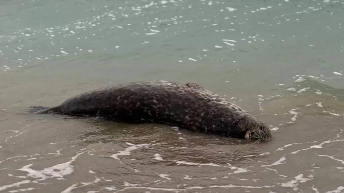 В Актау на берегу Каспия снова нашли мертвых тюленей Жительница Актау сообщила о страшной находке на побережье возле посёлка Баутино Там лежали шесть мертвых тюленей Детали По ее словам на двух животных были заметны сети что может указывать на попадание в браконьерские ловушки На опубликованных кадрах видно что тюлени находились в разной степени разложения После сигнала на место выехали инспекторы рыбоохраны и других ведомств а также специалисты Института гидробиологии и экологии Они проводят проверку и выясняют причину гибели животных Подробнее на сайте Ulysmedia kz t me ulysmediatg