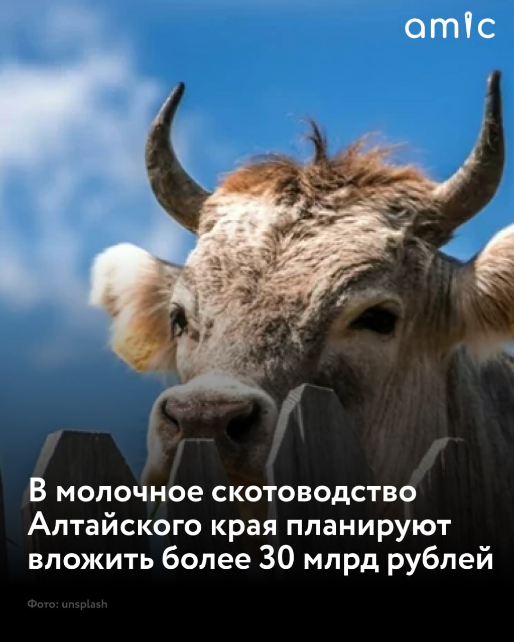 Власти Алтайского края рассчитывают на завершение 21 крупного инвестпроекта в молочном скотоводстве с 2025 по 2030 год Общий объем инвестиций составляет порядка 33 млрд рублей. Об этом сообщили в пресс-службе регионального правительства региона. Запланировано создание более 750 новых рабочих мест. А выход на проектную мощность в течение пяти лет позволит дополнительно производить 176 тыс. тонн молока. При этом в Минсельхозе уже сейчас отмечают рост молочной продуктивности коров, надои молока выросли на 2.5% по сравнению с прошлым годом.
