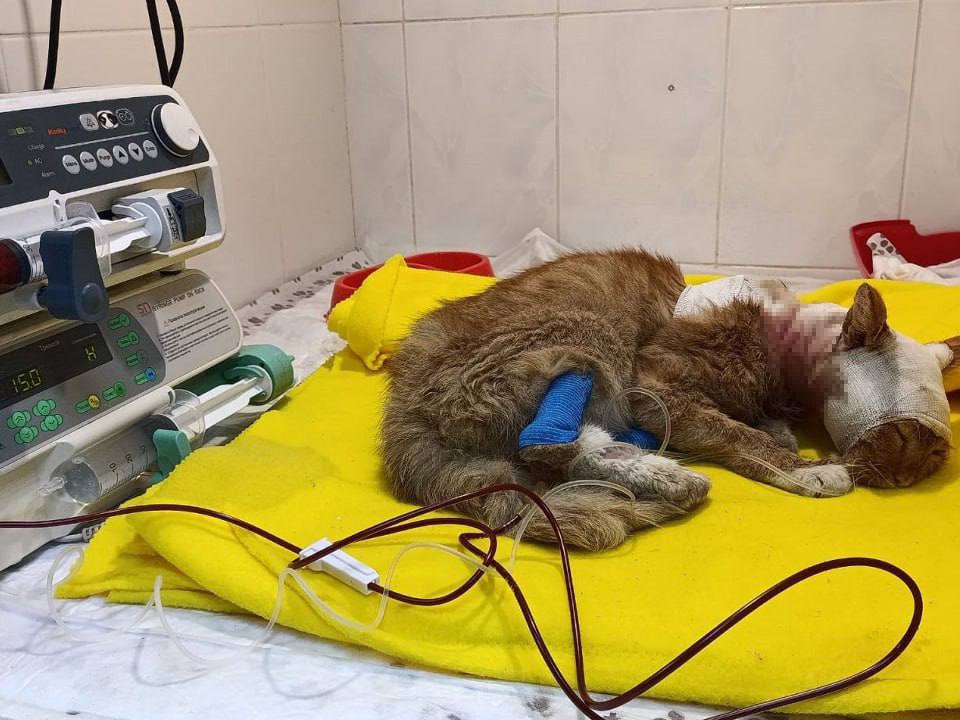 Подростки подожгли дворового кота в Домодедово Кот не боялся людей и сам подошел к детям В итоге у пушистого была обожжена половина головы после издевательств его оставили на улице Неравнодушные люди отнесли его ветклинику Сейчас состояние пушистого стабилизировали впереди долгая реабилитация Москва сейчас Подписаться Прислать новости