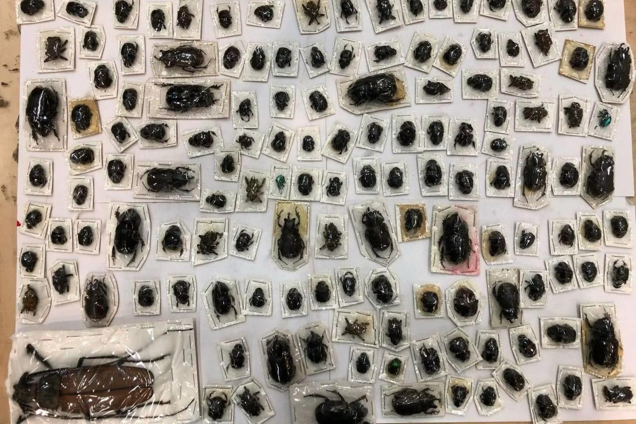 Таможенники нашли в посылках из Перу 200 гигантских сушеных жуков В Москве таможенники обнаружили в двух посылках из Перу 200 сушёных экзотических жуков Общая стоимость находки составляет около 1 5 млн рублей сообщили в пресс службе ФТС Среди изъятых экземпляров оказался самый крупный в мире ночной дровосек титан из семейства усачей достигающий 20 см в длину Также в коллекции были жуки долгоносики и носороги из пластинчатоусых Посылки предназначались для получателей из Ставропольского края Из за отсутствия соответствующих ветеринарных разрешений груз вернули отправителю Газета о России о важном