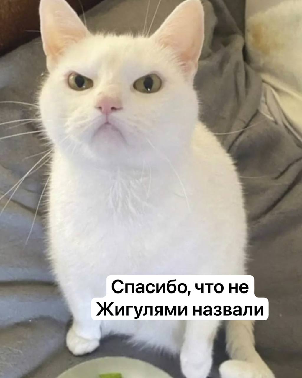 В Подмосковье назвали самые необычные имена для котиков Так пушистиков называли Мятый Шакшука Гремлин Шрек и Рыжий Рыжик Зайчик Также среди кличек были Лукойл Гараж Ламборджини Нарзан Котлета Булочка и Клюква Подписаться Прислать новость