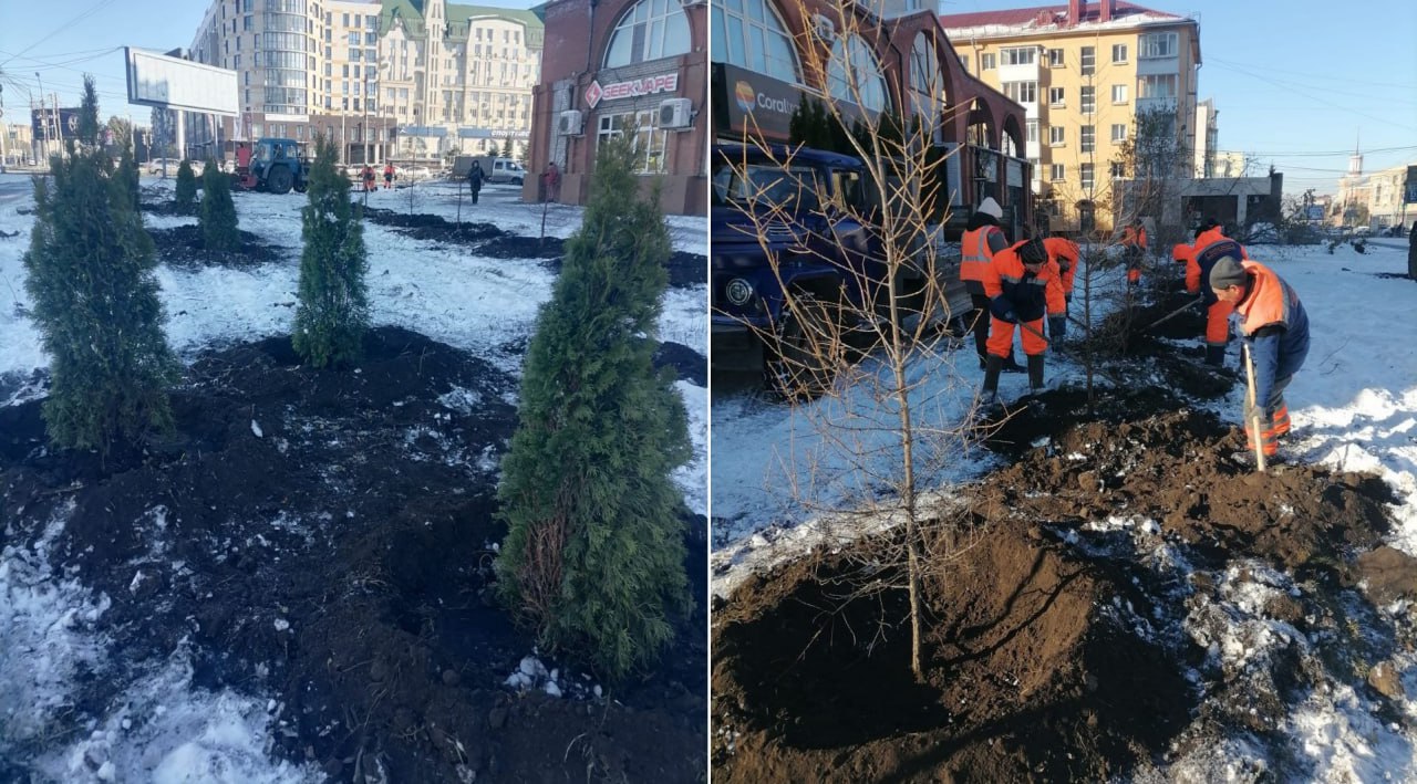 В Омске вырубили опасную кленовую аллею Мэрия Омска прокомментировала вырубку деревьев на улице Масленникова Ранее горожан в соцсетях возмутило уничтожение аллеи однако ее там и не было Были по словам дорожников только сорняки Вместо нескольких ясенелистных кленов самосевных сорняков высажены туи и другие саженцы культурных деревьев отметили чиновники Ясенелистный клен это сорняк который вытесняет другие деревья Кроме того его пыльца сильный аллерген а стволы хрупкие и часто ломаются от сильного ветра