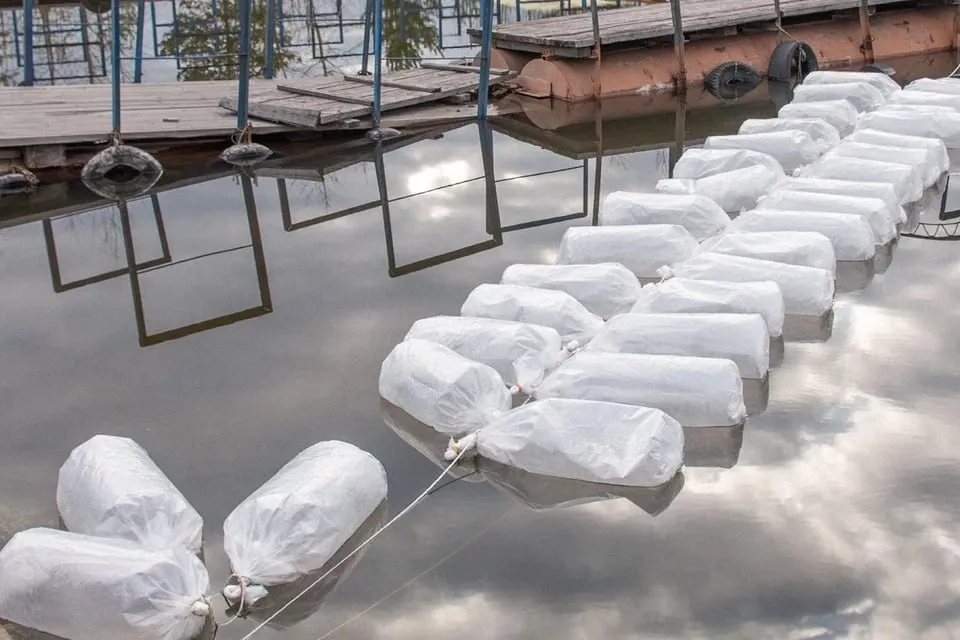 В Нижне Качканарское водохранилище выпустили 3 3 млн мальков пеляди Инициатива реализуется с целью восстановления рыбных запасов водоема и исследования приживаемости рыб для промышленного выращивания Финансовая поддержка ЕВРАЗа в размере 530 тыс рублей направлена на приобретение и транспортировку рыбопосадочного материала Пелядь считается перспективным видом для разведения За год рыба набирает вес до 400 граммов обладает ценными пищевыми свойствами Нынешний выпуск является экспериментальным По его итогам будет принято решение о целесообразности промышленного разведения пеляди в регионе Владимир Мохов   Подпишись на КП Екатеринбург Мы в Maкс