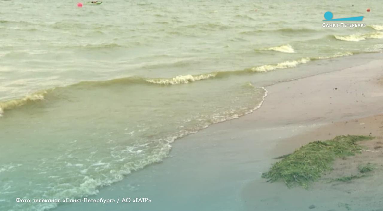 Жара в Петербурге и Ленобласти отразилась на природе: вода в Финском заливе прогрелась до +21 °C, что вызвало бурный рост цианобактерий. Из-за них у берегов появляются пятна ярко-зелёного, серо-голубого и болотного цветов, а отмирающие водоросли порой напоминают нефтяные разводы. ВКонтакте Одноклассниках