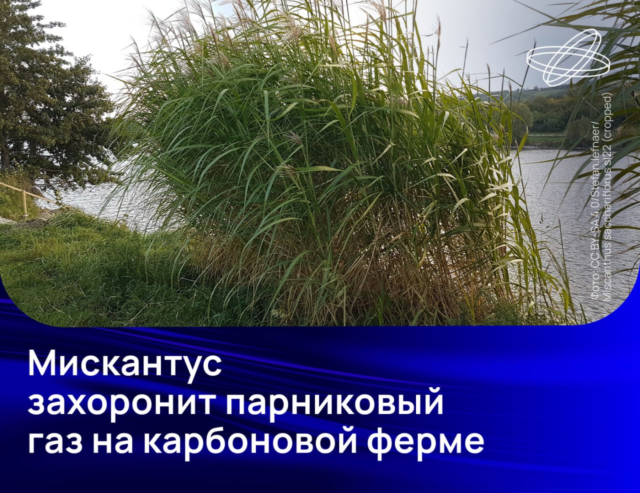 Российские биологи нашли растение которое поможет сократить объёмы углекислого газа в атмосфере Им оказался сахароцветный мискантус Miscanthus sacchariflorus Это травянистое растение не требовательно в уходе быстро растёт достигая полутора двух метров в высоту и отлично накапливает углерод в своей биомассе В условиях карбоновых ферм мискантусы смогут хранить запечатанный углерод на протяжении десятилетий Кроме того из их листьев и стеблей можно делать циновки домашнюю утварь и мебель сообщила заведующая лабораторией восстановительной экологии УрФУ Анна Бетехтина Наука рф Десятилетиенауки