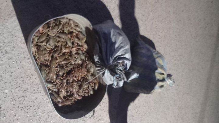 В Татарстане задержали браконьеров с 2740 раками По оценкам экологов, ущерб водной среде составил более 630 тысяч рублей. Решается вопрос о возбуждении уголовного дела. Подробнее: