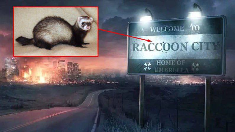 В Реутове две женщины принесли домой хорька из леса в итоге город закрыли на карантин Город получил статус неблагополучного пункта по бешенству На 179 дней запрещены выставки ярмарки и перемещение животных без актуальной прививки