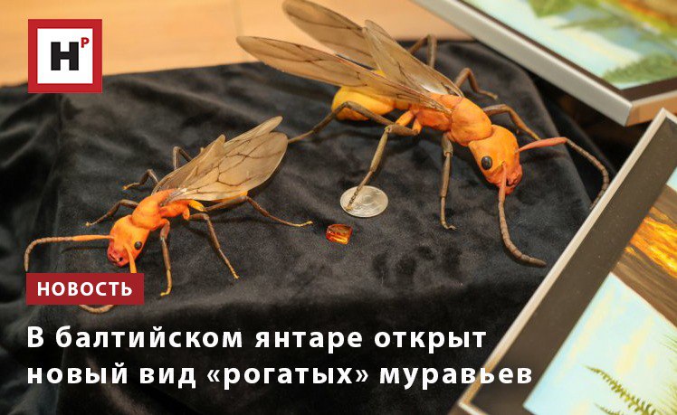 Ученые Санкт Петербургского госуниверситета нашли в балтийском янтаре новый вид ископаемого муравья который жил более 34 млн лет назад Новый вид относится к подсемейству Formicinae но его анатомия оказалась уникальной На переднем крае клипеуса верхней пластинки лица муравья у насекомого обнаружились два симметричных выроста напоминающих рога Ранее подобные структуры встречались только у меловых адских муравьев семейства Haidomyrmex Челюсти имеют необычную форму они узкие и острые как у хищных ос что указывает на способность охотиться и специализацию на этой деятельности Особенно удивительно по мнению ученых полное отсутствие у самки простых глазков оцеллий органов которые есть у большинства крылатых муравьев и помогают им ориентироваться в полете Такое сочетание признаков не встречается ни у одного известного вида муравьев Фото пресс служба СПбГУ Подробнее на портале Научная Россия янтарь муравьи