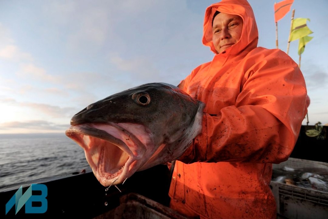 Мурманская рыба и морепродукты отправлены на экспорт в десятки стран мира  Государственные инспекторы Североморского межрегионального управления Россельхознадзора в 2024 году оформили экспорт 150,8 тыс. тонн рыбы и морепродуктов, произведенных мурманскими предприятиями.  Основная часть продукции - более 119 тыс. тонн - направлена в страны Европейского союза  треска и пикша .  В Китай и Южную Корею было экспортировано 7,1 тыс. тонн морепродуктов, включая 524,3 тонны живого краба.  Продукция также нашла своих покупателей в Нигерии, ОАЭ, Марокко, Уругвае и других странах.