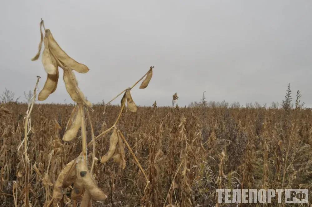 На строительство завода по переработке сои в Белогорске направили первые средства Комплекс позволит создать 550 рабочих мест Госкорпорация ВЭБ РФ начала финансирование крупного экспортоориентированного проекта в Амурской области В Белогорске построят агротерминал для глубокой переработки соевых бобов и рапса Общая стоимость проекта составит 35 3 млрд рублей Как рассказали в пресс службе ВЭБ РФ первые средства в размере 155 4 млн рублей уже направили на закупку оборудования для маслоэкстракционного завода Всего госкорпорация предоставит 6 млрд рублей льготного финансирования по линии Минвостокразвития РФ На площадке уже ведутся строительные и работы и монтаж оборудования Производственно логистический комплекс будет включать сам маслоэкстракционный завод терминал для сыпучих грузов а также железнодорожную и автомобильную инфраструктуру Его мощность составит до 1 миллиона тонн сырья в год в сутки будут обрабатывать до 3 тысяч тонн соевых бобов или до 2 тысяч тонн рапса Планируется что завод введут в эксплуатацию в первом квартале 2027 года Проект позволит создать 550 новых рабочих мест Работа комплекса будет способствовать увеличению экспорта продукции с высокой добавленной стоимостью При этом все регионы ДФО будут вовлечены в экономический оборот для обеспечения сырьевой базы ТЕЛЕПОРТ РФ здесь все об Амурской области  Мы в МАХ  Написать нам
