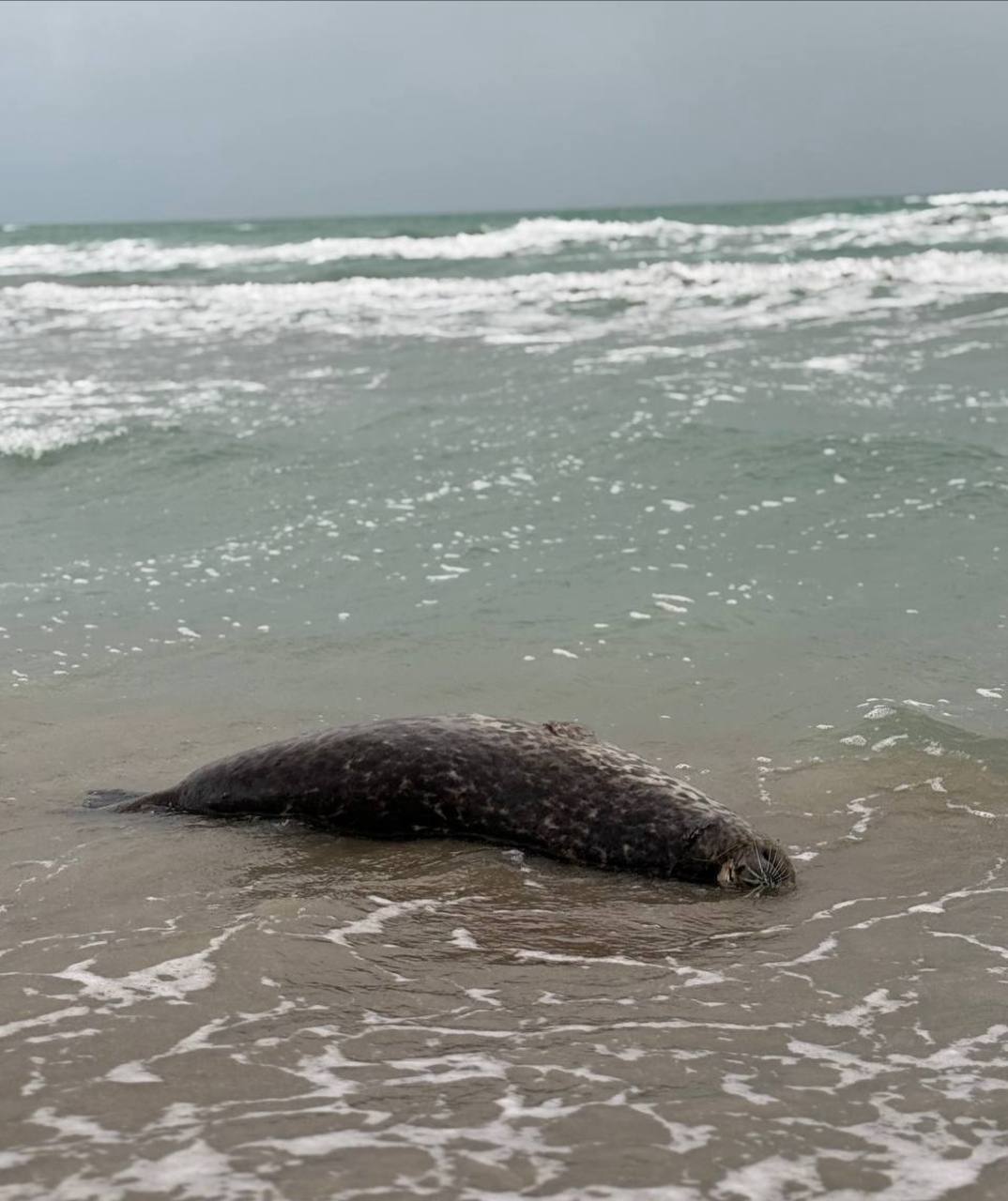 На берегу Каспия в Мангистау нашли туши мертвых тюленей По словам автора снимков на берегу моря были обнаружены туши шести мёртвых тюленей на двух из них были сети Ранее экологи неоднократно отмечали что гибель каспийских тюленей может быть связана с несколькими факторами запутыванием в браконьерских сетях изменениями в экосистеме моря и антропогенным воздействием