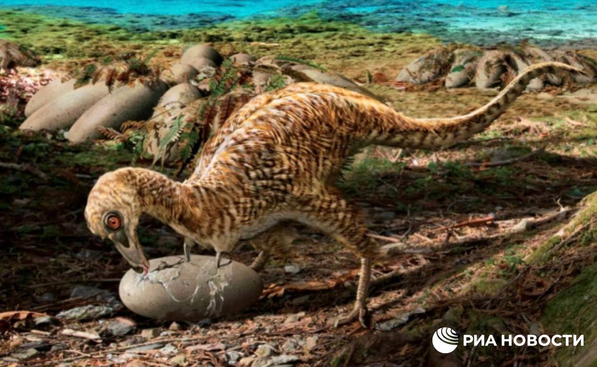 Манипулоникс Российские ученые установили новый вид динозавра с уникальными когтями С помощью огромного когтя и нескольких дополнительных шипов этот динозавр прокалывал и удерживал в лапах яйца более крупных динозавров рассказали в Палеонтологическом институте имени Борисяка РАН Подписаться на РИА Новости