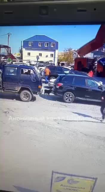 В Находке волонтёры расследуют похищение собаки