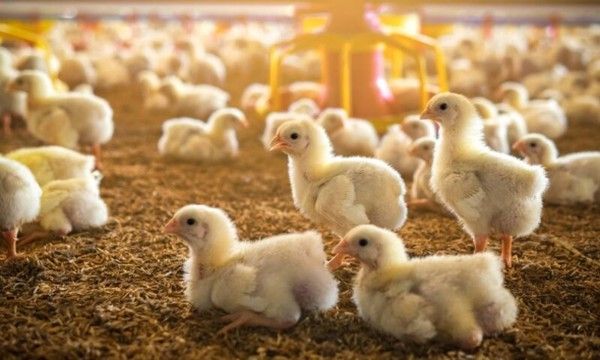 Убытки в 100 млн леев кто отвечает за кризис в птицеводстве Птицеводческая отрасль Молдовы столкнулась с серьёзным кризисом Ущерб оценивается примерно в 100 миллионов леев после того как власти распорядились уничтожить 110 000 цыплят и изъять с рынка партии яиц Причина обнаружение запрещённого вещества в кормах использованных на трёх предприятиях одном мясном и двух по производству яиц По данным Национального агентства по безопасности пищевых продуктов ANSA корма были импортированы из Украины Пострадали хозяйства в Криулянах Чимишлии и Бричанах Председатель Ассоциации работодателей птицеводов Евгений Войницкий отметил что ситуация стала тяжёлым ударом для всего сектора и особенно для фермеров чьи предприятия оказались вовлечены Вопросы остаются открытыми Почему проверки кормов не проводились на границе Кто несёт ответственность за то что опасное вещество попало в цепочку производства Какой ущерб уже нанесён здоровью потребителей которые успели приобрести продукцию до её изъятия Ситуация требует прозрачного расследования и чётких ответов чтобы предотвратить повторение подобных случаев и восстановить доверие к системе контроля