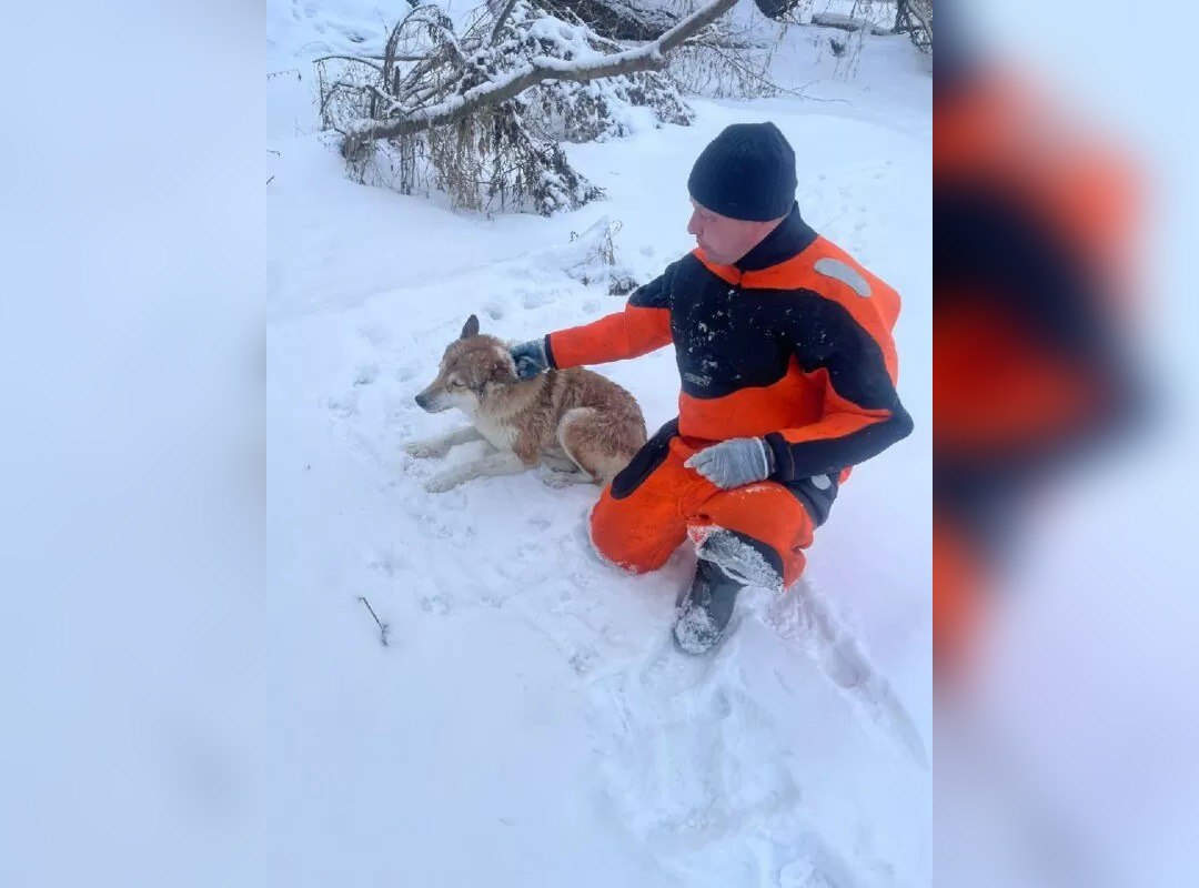 В Московской области спасли собаку от ледяной гибели    Сотрудники 254-й пожарно-спасательной части Мособлпожспас достали собаку из промоины на реке Клязьма. Всё случилось на днях в Павловском Посаде, передаёт пресс-служба ведомства.    О беде сообщили местные жители по номеру 112. Люди рассказали, что в промозглой воде барахтается пёс, всего в нескольких метрах от берега, но выбраться не может.    Как предположили люди, собака вышла на край льдины, которая не выдержала её веса и проломилась.    Один из спасателей переоделся в гидрокостюм и, обвязавшись спасательной веревкой, поплыл к собаке. С берега его страховали коллеги. Добравшись до животного, мужчина крепко обнял хвостатого бедолагу, после чего отдал команду коллегам вытягивать их на берег.    Спустя считанные минуты операция по спасению была завершена. Одна из местных жительниц пожалела собаку и забрала её к себе домой.