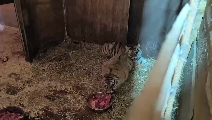 Спасенные тигрята в Центре Тигр идут на поправку
