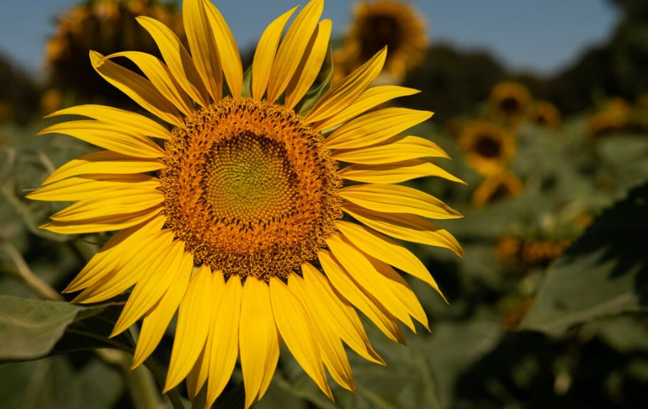 Урожай подсолнечника в Дагестане вырос на 10 в 2025 году Сельхозпроизводители собрали почти 4 тысячи тонн что на 10 3 больше показателей прошлого года Общая площадь занятая этой культурой в регионе выросла до 3 тысяч гектаров Подсолнечник выращивают в шести районах республики Лидером по объему собранного подсолнечника среди районов стал Хасавюртовский более 3 5 тысяч тонн АПК