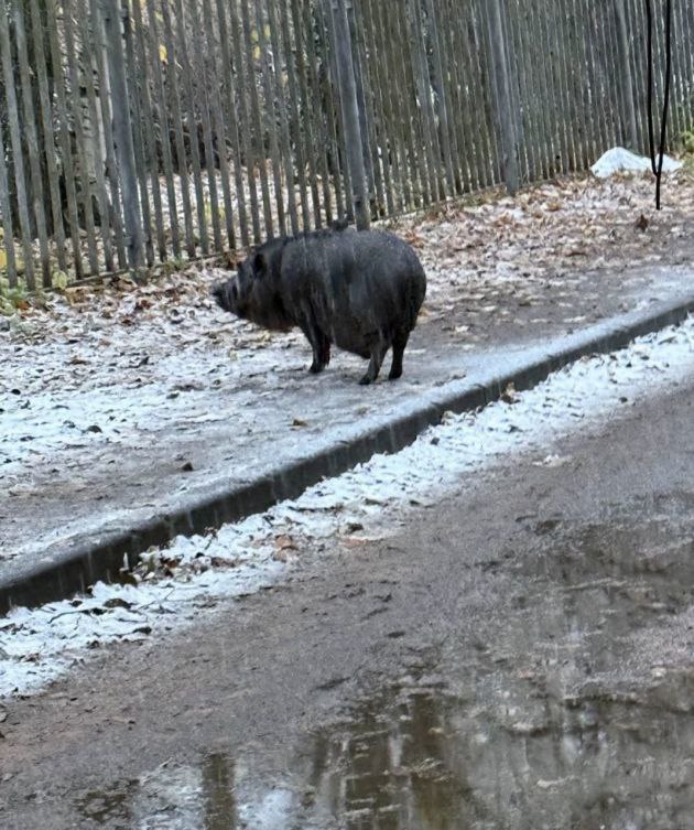 Школьницу укусил свин на самовыгуле 12-летняя петербурженка делает уколы от бешенства после нападения вьетнамского кабана. Инцидент произошёл 29 апреля, когда девочка шла из школы на улице Жени Егоровой в Выборгском районе. Пострадавшая рассказала, что они с подругой заметили кабанчика на самовыгуле и решили подойти, а тот побежал на неё и укусил за ногу до крови. Мать девочки говорит, что одинокого свина не раз замечали в окрестностях школы. Петербурженка пожаловалась в районную администрацию и полицию, но там не знают, что делать с таким питомцем. Корреспонденты издания позвонили хозяину, 43-летнему жителю дома на улице Жени Егоровой, но тот заявил, что "нападения не было", и бросил трубку.