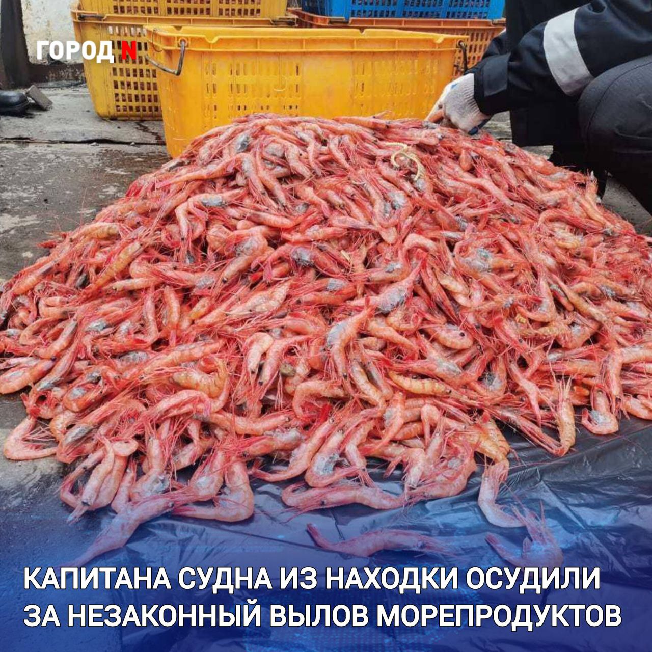 Лазовский районный суд Приморского края вынес обвинительный приговор 48 летнему жителю Находки за незаконную добычу водных биологических ресурсов  Мужчина признан  виновным по ч 3 ст 256 УК  РФ браконьерство в  крупном размере  В суде установлено что в апреле 2022 года капитан рыболовного судна вёл промысел в территориальном море России в районе мыса Островной Лазовского района При этом разрешение у него имелось только на вылов разнорыбицы однако он организовал незаконную добычу креветки северной гребенчатой и равнолапой японской Используя донный трал капитан добыл свыше 14 тысяч особей креветки после чего приказал экипажу отсортировать улов и отварить его в специальном чане прямо на борту судна  Вину в совершении  преступления мужчина  полностью признал С учётом позиции государственного обвинителя суд приговорил осуждённого к 3 годам лишения свободы условно с испытательным сроком 2 года 6 месяцев Также ему запрещено в течение года заниматься деятельностью связанной с добычей водных биоресурсов Кроме того суд удовлетворил иск Находкинского транспортного прокурора о взыскании с браконьера более 3 2 млн рублей в счёт возмещения ущерба государству На банковские счета осуждённого наложен арест в пределах указанной суммы