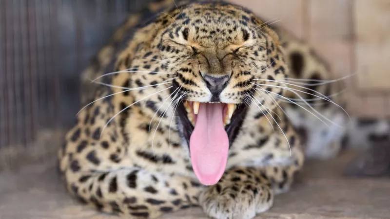 ТОЛК новости Барнаула Алтайского края и Республики Алтай Барнаульский зоопарк объявил бесплатные дни для посетителей с инвалидностью и мам С 1 по 7 декабря зоопарк открывает свои двери для всех посетителей с любой группой инвалидности вход бесплатный Достаточно предъявить удостоверение или справку Также бесплатно смогут пройти сопровождающие инвалидов I группы и посетители на колясках А уже завтра 30 ноября в День матери зоопарк дарит подарок всем мамам для них вход тоже будет свободным Нужно лишь предъявить паспорт или свидетельство о рождении детей Фото Барнаульский зоопарк ТОЛК ТОЛК в подробнее на канале ТОЛК новости Барнаула Алтайского края и Республики Алтай