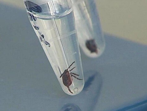 Число пострадавших от укусов клещей выросло в Калужской области С 9 по 15 июня 234 жителя Калужской области обратились с жалобами на укусы клещей в медучреждения региона. Среди них 23 ребенка. На прошлой неделе укушенных было на 52 человека меньше. Об активности клещей сообщает управление Роспотребнадзора по Калужской области.