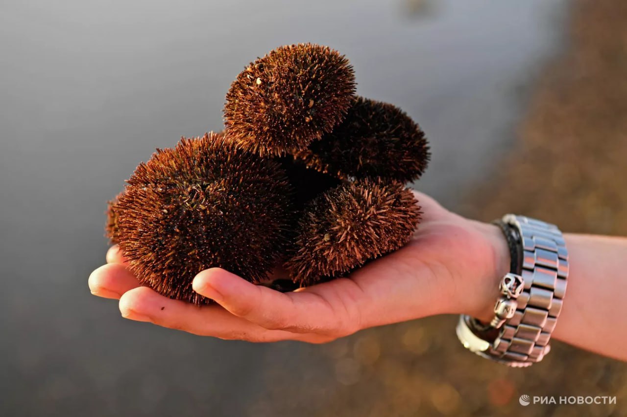 Россия в январе ноябре экспортировала в Японию морских ежей на рекордные 82 6 млн выяснило РИА Новости На долю России приходится 52 всего импорта Японии этого деликатеса Также значительная доля у Чили 37 и Канады 7 Подписаться на РИА Новости экономика Все наши каналы