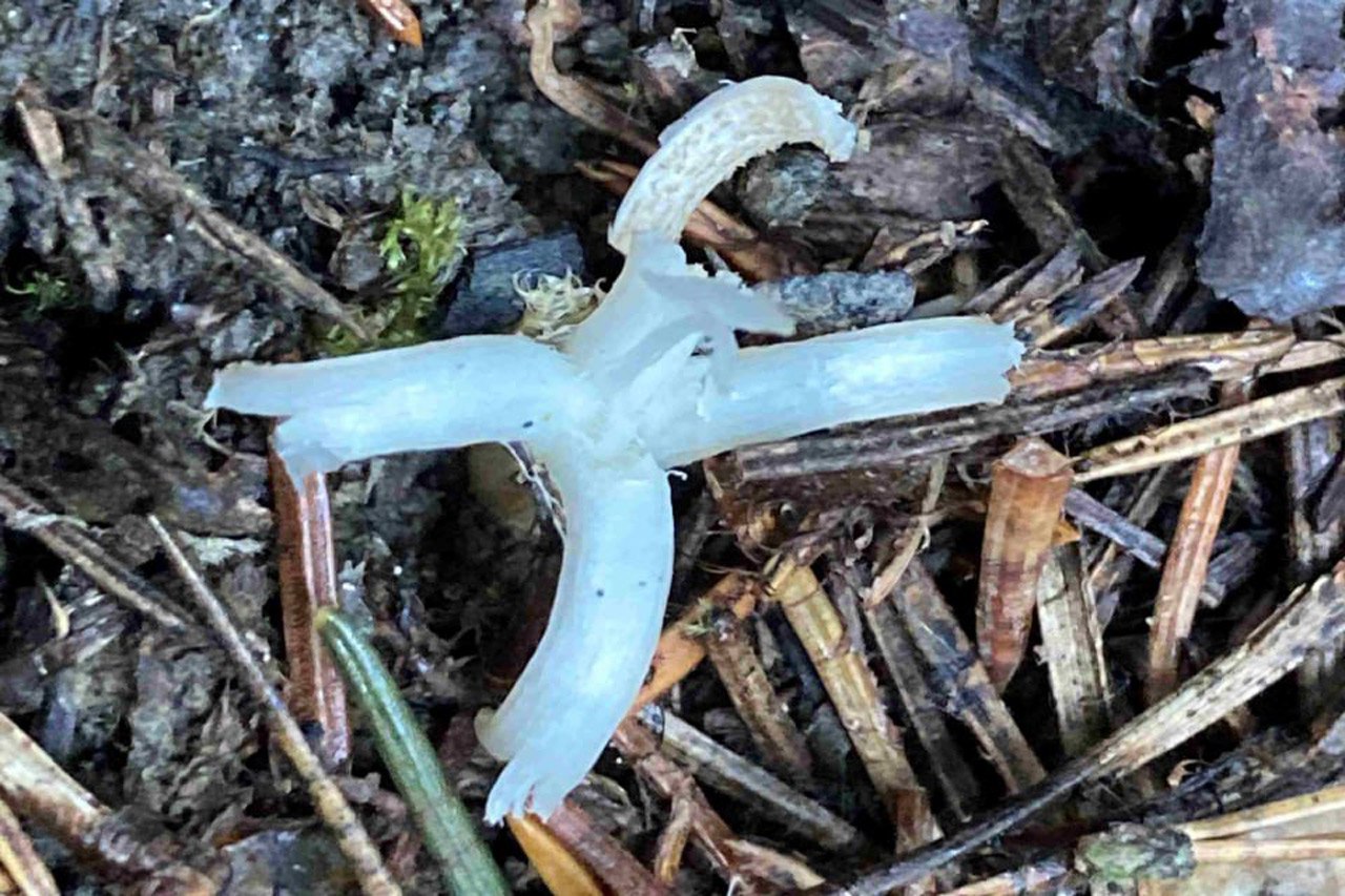 Белый коралл или пальцы феи новый вид грибов обнаружили на Таганае На лесном опаде поселился рогатик вермишелевидный или клавария хрупкая Гриб выглядит как светлая веточка или отросток коралла с чем связано одно из народных названий белый коралл Он также известен как белое веретено и пальцы феи Как рассказали в нацпарке впервые этот вид был описан в конце XVIII века в Дании под названием клавария червеобразная Кстати гриб считается съедобным но из за небольшого размера и безвкусицы популярностью у грибников не пользуется отметили в национальном парке Фото национальный парк Таганай Подписывайтесь на Вести Южный Урал в MAХ