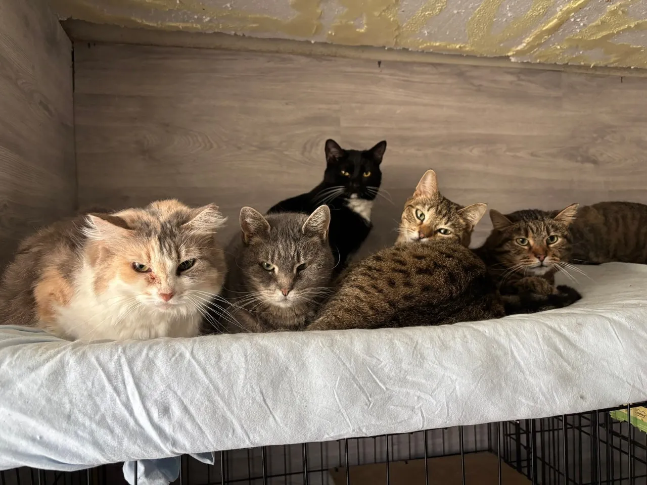 Не эвакуация а плановый переезд Приюту КотКурорт разрешили остаться в Сестрорецке до конца лета Собственники участка в Сестрорецке дали руководству приюта время на переезд до конца лета сообщили на странице КотКурорта во ВКонтакте За это время в приюте планируют построить нормальные хорошие корпуса для животных на новом месте Будет либо приют мечты либо что то такое подобное рассказало руководство КотКурорта В приюте также поблагодарили волонтеров помогающих организации с переездом Планы В приюте рассказали что надо всё равно работать каждый день чтобы построить приют на новом месте 28 апреля на новый участок привезут четыре бытовки которые надо установить и они станут страховочным вариантом на случай если корпуса для животных не успеют до конца оборудовать к зиме Срочный переезд 22 апреля от КотКурорта требовали освободить участок до 10 мая Два дня назад в приюте сообщили что общались не с теми собственниками а настоящее руководство участка оказалось вполне классными людьми которые и дали приюту дополнительное время на переезд При этом до требования о срочном переезде собственник называл ориентировочным временем выселения 2027 2028 годы Новый участок в Яковлеве площадью 4 гектара еще в 2022 году приюту подарила постоянная волонтерка и жительница Сестрорецка Оксана Чем и как помочь Приют открыл сбор средств на помощь с переездом На эти деньги закупят материалы и оплатят грузовик Помочь также можно руками о задачах для волонтеров приют сообщает в чате телеграма Так в КотКурорте просят помочь завтра с установкой бытовок Фото КотКурорт Подпишитесь на наш инстаграм там мы публикуем новости и истории о жизни в Петербурге