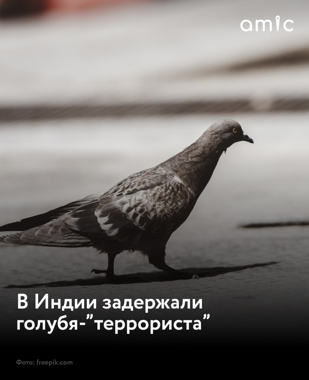 Недалеко от границы с Пакистаном индийские правоохранители задержали террориста голубя который угрожал взорвать железнодорожную станцию по крайней мере об этом сообщала записка на лапке птицы В записке на урду и английском говорилось о грядущем подрыве вокзала в округе Джамму сообщает Shot Голубя с письмом и конкретной угрозой задержали впервые раньше с пакистанской стороны прилетали воздушные шары пишет Shot со ссылкой на местных жителей Сейчас все службы Индии приведены в режим повышенной готовности По мнению индийских экспертов по безопасности голубь мог быть специально обучен и выпущен через границу с запиской в когтях не птица мира