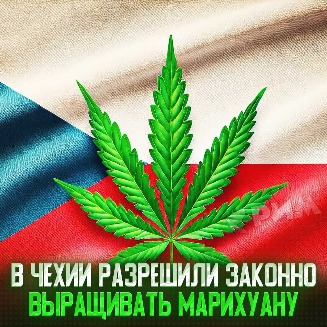 Власти Чехии декриминализовали марихуану Президент страны Петр Павел подписал правки к УК, разрешающие хранение до 100 грамм каннабиса и ношение 25 грамм на улице. За 100-200 грамм уже грозит штраф, а за большее — уголовная статья. Рифмы и Морген